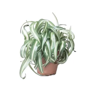 Spider Plant Bonnie 5 Inch Pot